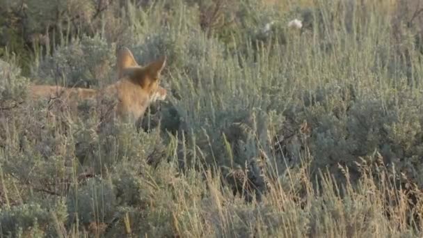 Вид сзади на койота, поедающего в долине Ламар национального парка Йеллоустон — стоковое видео
