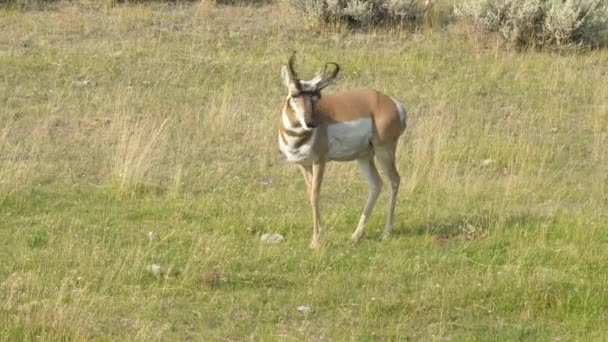 Eine vorgelagerte Antilope spaziert im Yellowstone Park — Stockvideo