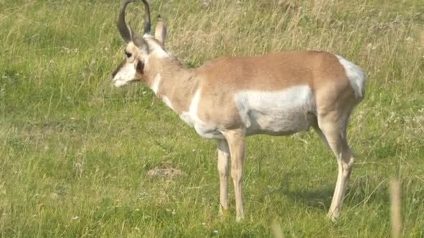 Oldalnézetben egy ágkürt antilop legeltetés a lamar völgyében sárgakő — Stock videók
