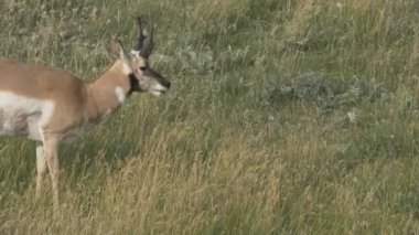 Yellowstone Ulusal Parkı 'nda ağır çekimde çiğneyen bir antilop.