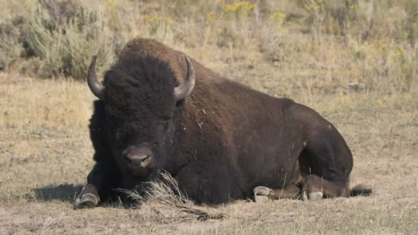 Yellowstone Ulusal Parkı 'nda çiğneyen bizon boğasının yavaş çekim klibi. — Stok video