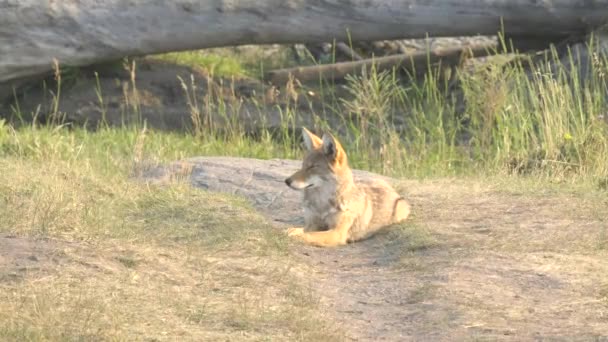 Coyote descansando con los ojos cerrados en el valle lamar de yellowstone — Vídeos de Stock