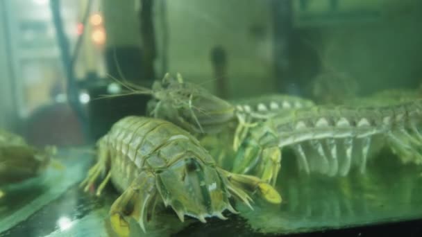 Gros plan de crevettes mantis dans un aquarium de restaurant à Chinatown, au Bangladesh — Video