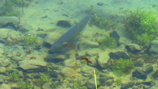 Närbild av en vild mördaröring som äter i öringsjön vid gulsten — Stockvideo