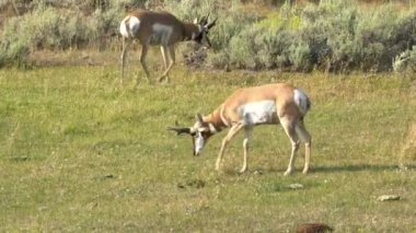 Yellowstone 'da yeri tırmalayan boynuzlu antilop.