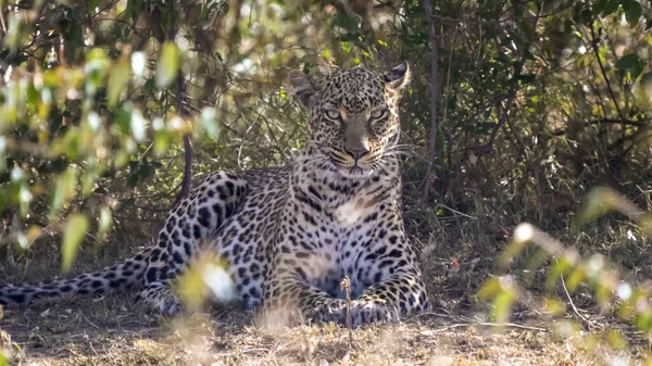 Perto de um leopardo arrumando sua pele em masai mara em kenya — Fotografia de Stock