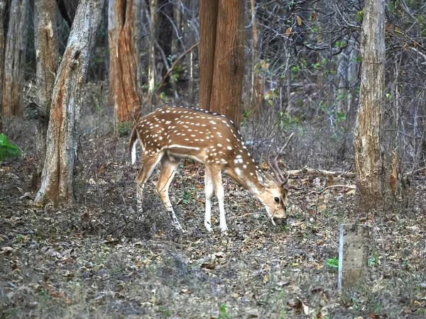 Junge gefleckte Hirsche weiden in einem Wald im Tadoba andhari Tigerreservat — Stockfoto