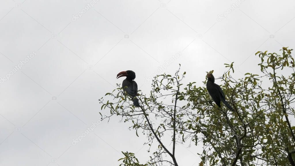 pair crowned hornbill in a tree at lake manyara- 4K 60p