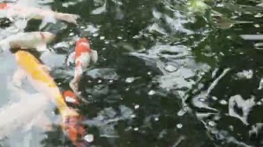 Bangkok 'taki Wat Po Tapınağı' ndaki gölde koi balığının yakın çekimi.