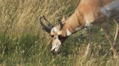 Yellowstone Ulusal Parkı 'nda otlayan bir antilobun ağır çekim klibi.