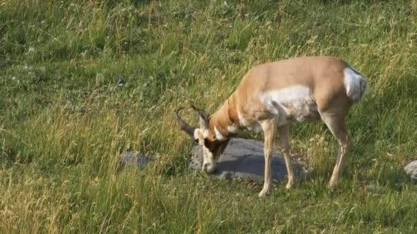 Oldalnézetben egy ágasszarv antilop legeltetés a Yellowstone Nemzeti Park — Stock videók