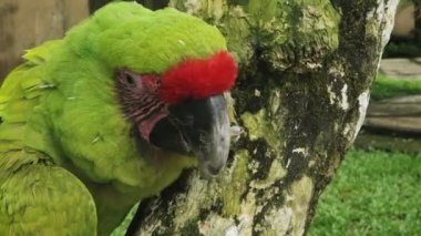 Bali 'de askeri bir papağanın yakınında.