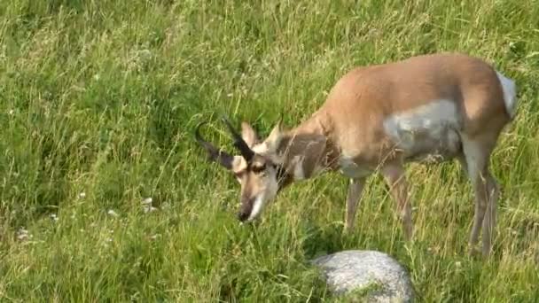 Boční pohled na roh antilopy pasoucí se v národním parku Yellowstone — Stock video