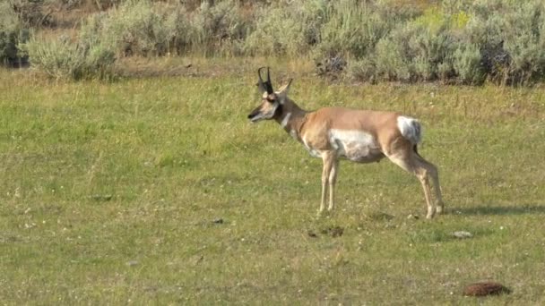 Largo tiro de um antílope de pronome no parque nacional de yellowstone — Vídeo de Stock