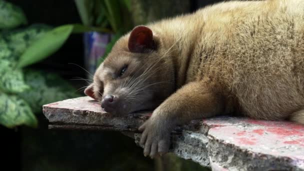 Närbild av en sovande luwak i ett kafé vid tanah lot tempel — Stockvideo