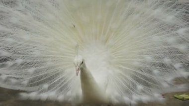 Bir erkek tavus kuşunun görüntüsünü kapat