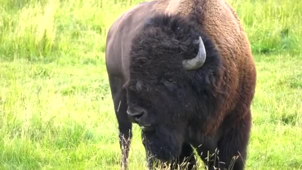 Primer plano de un toro bisonte de pie en el valle lamar de piedra amarilla — Vídeos de Stock