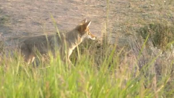 Zoom en la vista lateral de un coyote parado en el parque nacional de Yellowstone — Vídeos de Stock