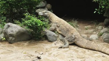 Bali adasında Komodo Ejderhası