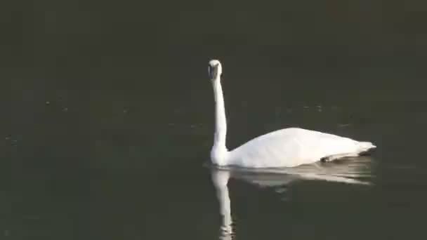 美国佐治亚州黄石公园 一只号手天鹅在湖畔游泳时摇头 — 图库视频影像