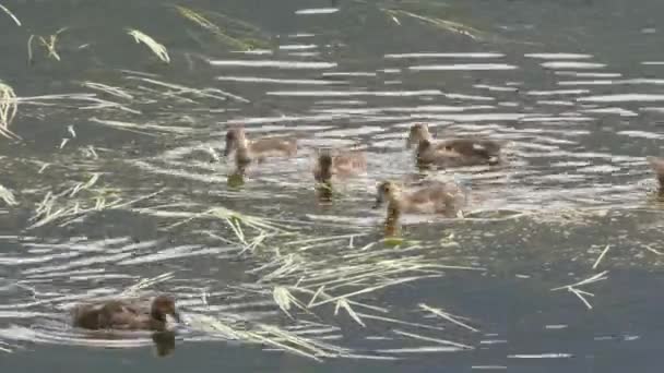 Clutch of american wigeon ducklings on the madison river in yellowstone national park — Stock Video