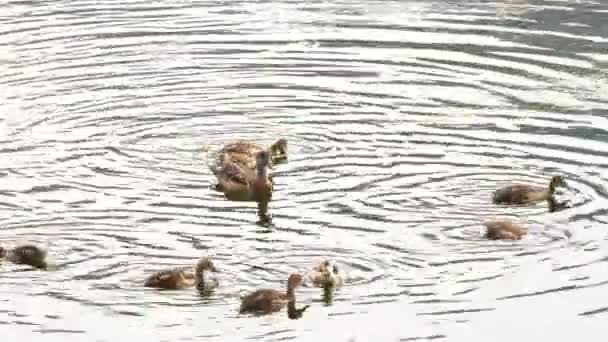 在黄石国家公园里，美国的鸽子和它的幼小的小鸭一起游泳 — 图库视频影像