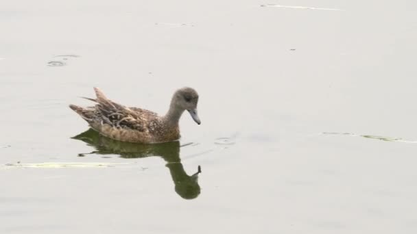 Rastreo de una peluca americana en el parque nacional de Yellowstone — Vídeo de stock