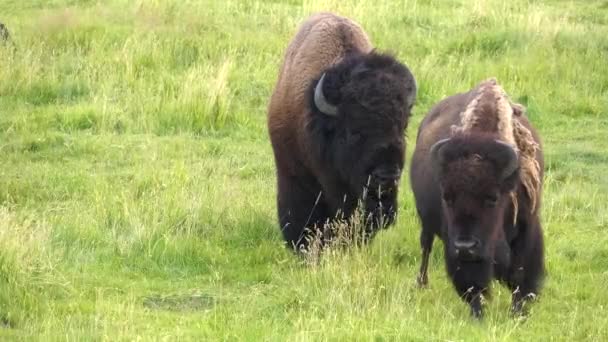 Toro bisonte siguiendo a una vaca en piedra amarilla — Vídeos de Stock