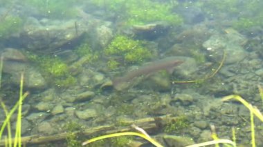Yellowstone Ulusal Parkı 'ndaki alabalık gölünde büyük bir alabalığın iz sürme görüntüsü.