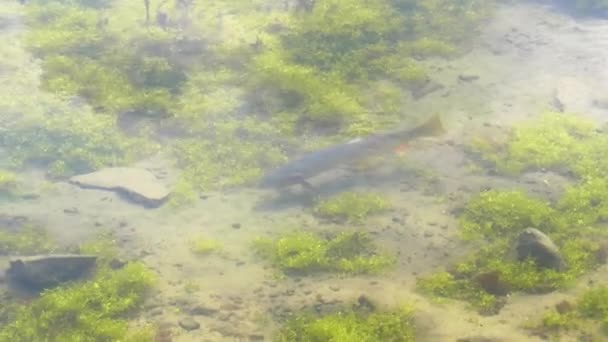 Ріжуча форель, що плаває в мілководді біля озера форелі в національному парку — стокове відео