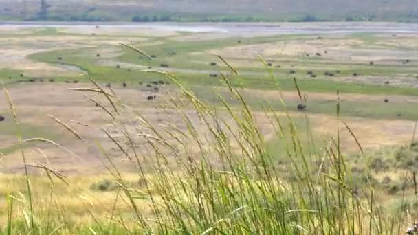 Płytka głębokość polnego ujęcia trawy i żubra w dolinie Lamar, Yellowstone — Wideo stockowe