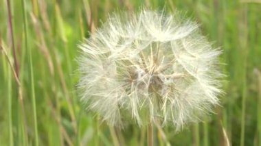 Yellowstone 'daki tuzlu tohum başlığını kapat.