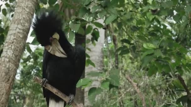 Bali adasındaki Bali kuş parkında tüylerini diken diken boynuz gagası. — Stok video