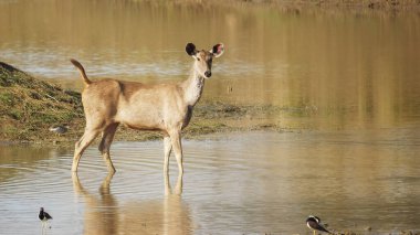 sambar geyiği Tadoba kaplan rezervinde su içiyor.