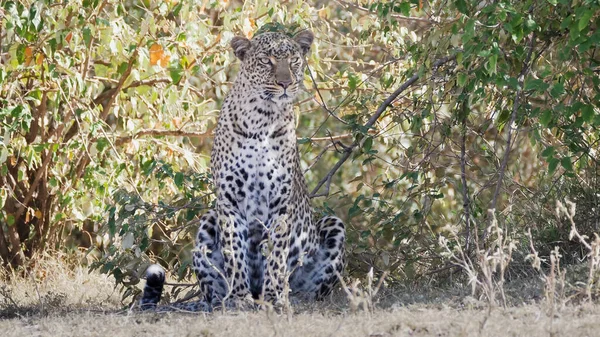 Vista frontal de um leopardo sentado à sombra em masai mara — Fotografia de Stock