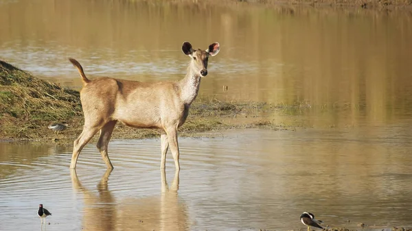 Sambar Hirsche trinken Wasser im Tadoba Tiger Reservat — Stockfoto