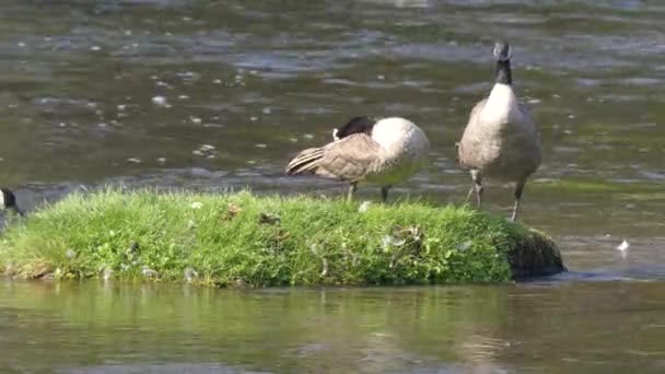 黄石国家公园，两只金丝雀在麦地那河边觅食 — 图库视频影像