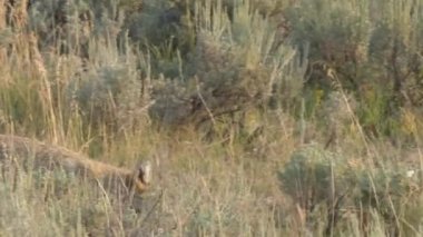 Yellowstone Ulusal Parkı 'ndaki Lamar Vadisi' nin çalı çırpı tarlasında yürüyen bir çakal görüntüsü.