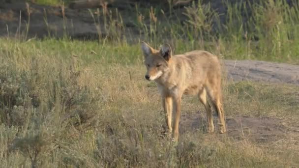 Tiro de um coiote em yellowstone np — Vídeo de Stock