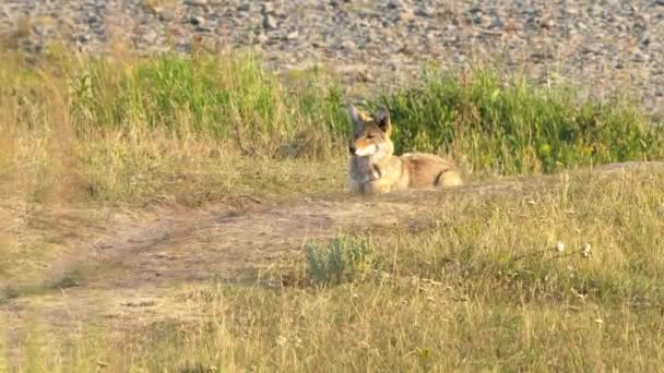 Un coyote mira atentamente algo en el valle del lamar del parque nacional de Yellowstone — Vídeo de stock
