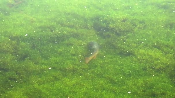 Trota tagliagole si nutre di un letto di erbacce al lago di trote nel parco nazionale di Yellowstone — Video Stock