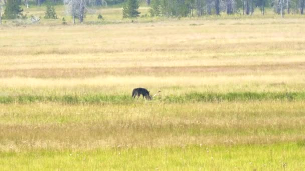 Largo tiro de un lobo de color oscuro comiendo un alce muerto en yellowstone — Vídeo de stock