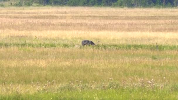 Серый волк тянет тушу лося на лугах гиббона национального парка Йеллоустон — стоковое видео
