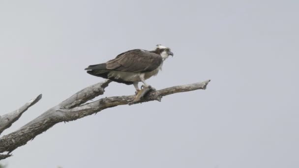 Osprey na větvi stromu držící hrdlořezného pstruha v národním parku Yellowstone — Stock video