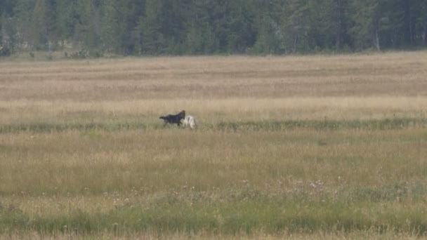 4K 60p klip dwóch szarych wilków w wesołym nastroju w padlinie łosia w parku narodowym Yellowstone — Wideo stockowe