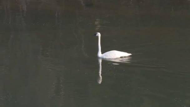 Wide shot of a trumpeter swan in yellowstone national park — Stock Video