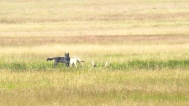 Yaz ortasında Yellowstone Ulusal Parkı 'nda geyik leşi yiyen iki kurt resmi.