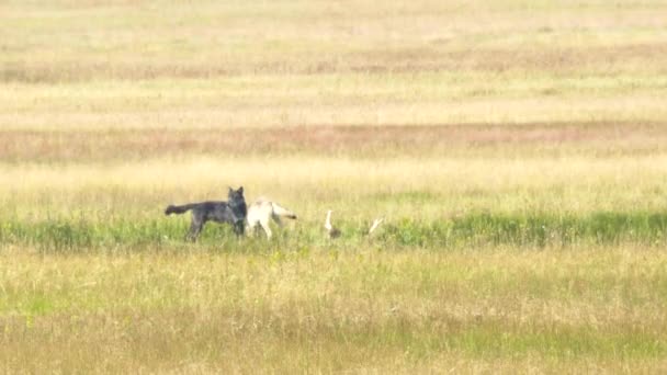 Colpo di metà estate di due lupi che si nutrono di una carcassa di alce nel parco nazionale di yellowstone — Video Stock