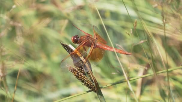 180fps al rallentatore di una libellula che si asciuga gli occhi nel parco nazionale di Yellowstone — Video Stock