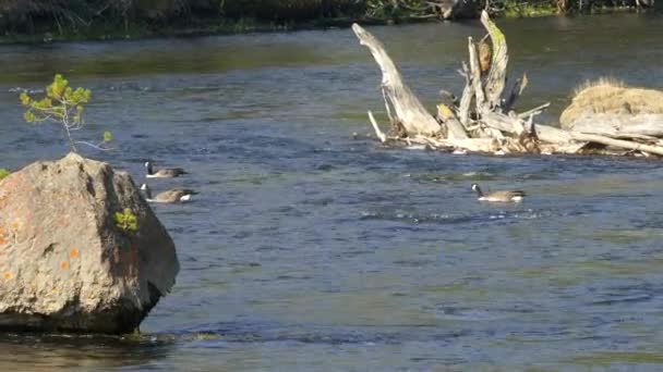 Wide shot of canada geese in yellowstone — Stock Video